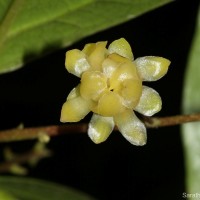 Hortonia floribunda Wight ex Arn.